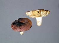 Russula subvinosa image