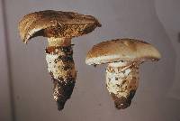 Cortinarius australiensis image