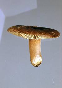 Russula rimosa image