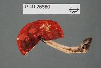 Macowanites carmineus image