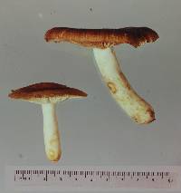 Russula novae-zelandiae image