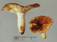 Russula novae-zelandiae image