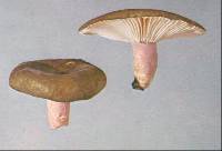 Russula aucklandica image