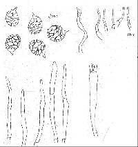 Lactarius maruiaensis image