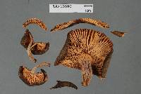 Russula aucklandica image