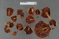 Image of Phylloporus novae-zelandiae