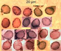 Lactifluus aurantioruber image