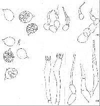 Lactarius sepiaceus image