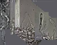 Russula pudorina image