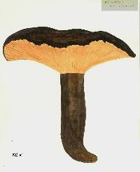 Lactarius novae-zelandiae image