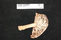 Russula rimosa image