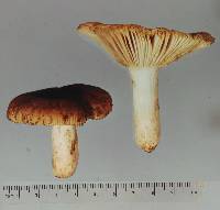 Russula novae-zelandiae image