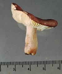 Russula pudorina image