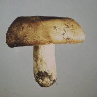 Russula papakaiensis image