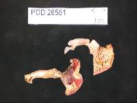 Russula vivida image