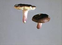 Russula macrocystidiata image