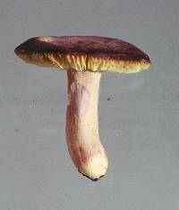 Russula pudorina image