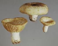 Russula papakaiensis image