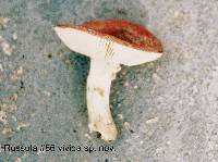 Russula vivida image