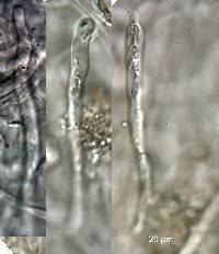 Russula multicystidiata image