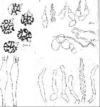 Lactarius novae-zelandiae image
