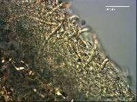 Russula littorea image