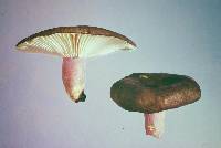 Russula aucklandica image