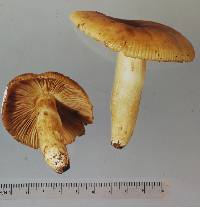 Russula novae-zelandiae image