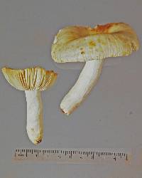 Russula albolutescens image