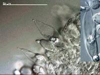 Russula pudorina image