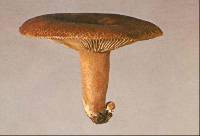 Russula rimosa image