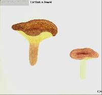 Lactarius tawai image