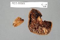 Lactifluus aurantioruber image