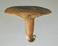 Russula rimosa image