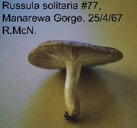 Russula solitaria image