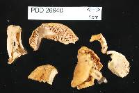 Russula littorea image