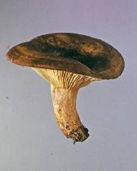 Lactarius tawai image