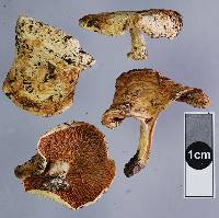 Russula allochroa image