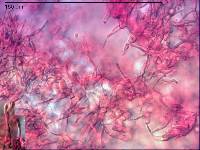 Russula griseoviridis image