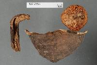 Lactarius novae-zelandiae image