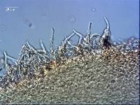 Russula aucklandica image
