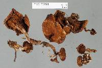 Austropaxillus macnabbii image