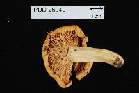 Russula littorea image