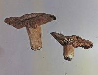 Lactarius clarkeae image