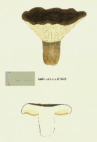 Lactarius turpis image
