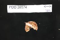 Russula pudorina image