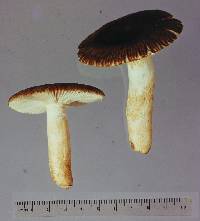 Russula acrolamellata image