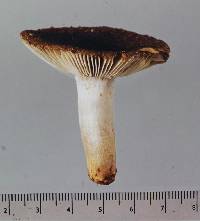 Russula vinaceocuticulata image