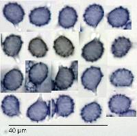 Lactarius sepiaceus image