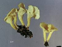 Cantharellus wellingtonensis image